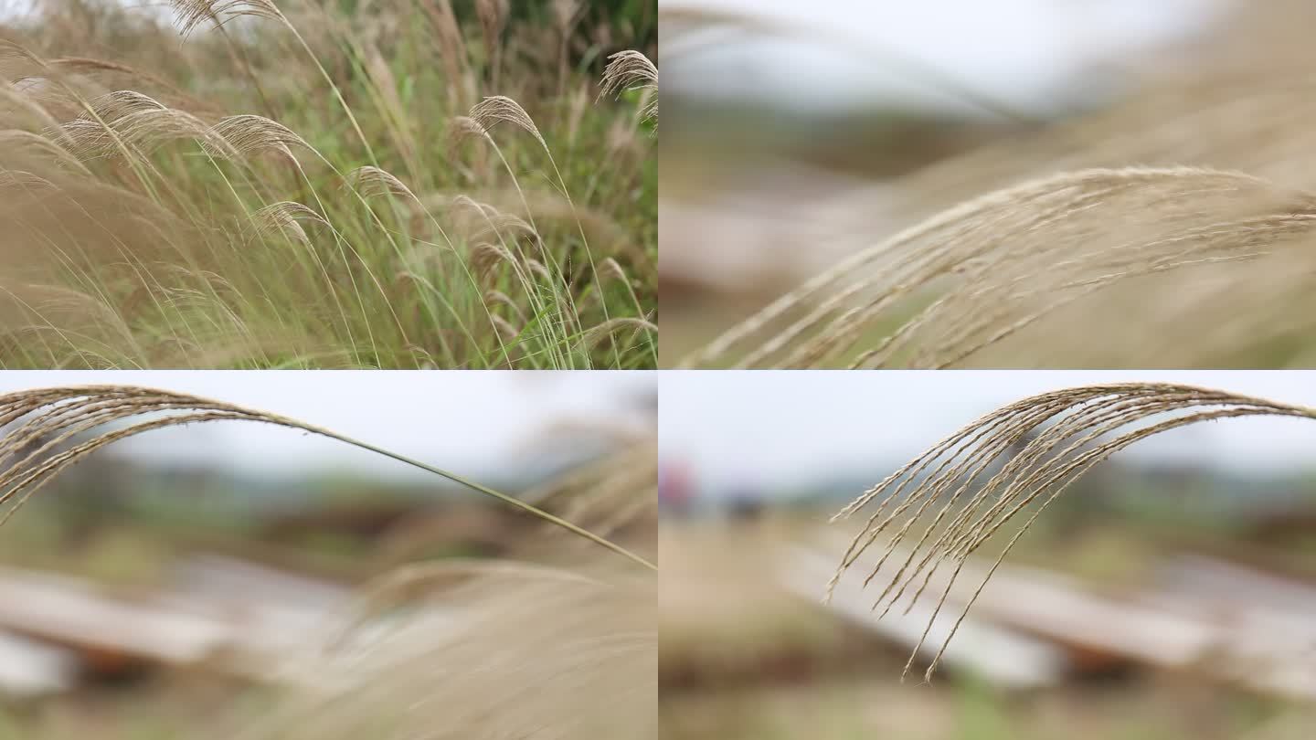 前景虚化小景深狗尾巴草芒花特写