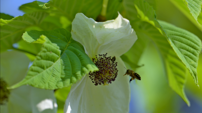 珙桐树生长开花鸽子花盛开蜜蜂采花