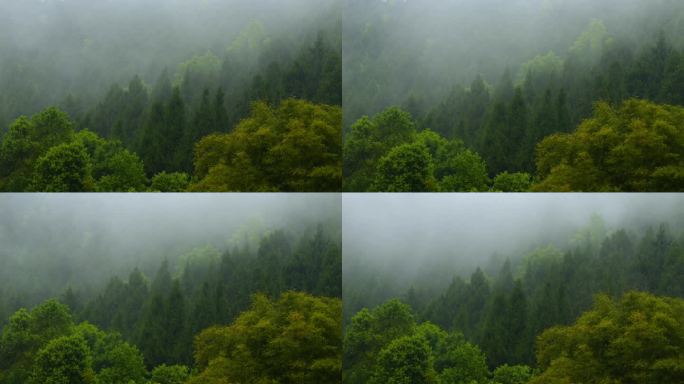 山里的雾谷雨  阴雨云雾天气