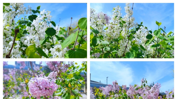 春暖花开白丁香花紫丁香争先盛开