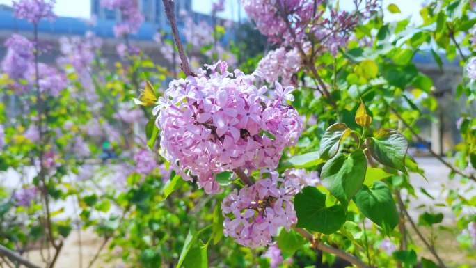 春暖花开白丁香花紫丁香争先盛开