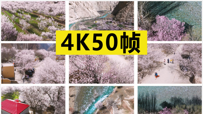 南疆杏花素材合集 原创4K50