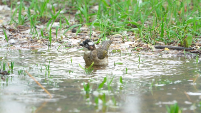 小鸟洗澡喝水玩耍特写