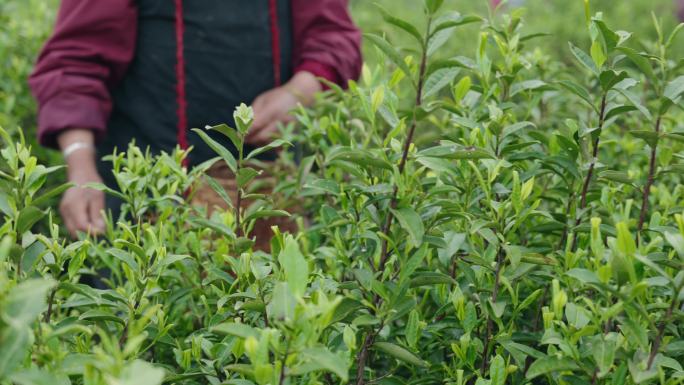 春天茶农茶山采茶特写镜头