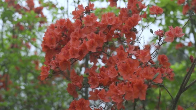 映山红映山红 杜鹃花春天