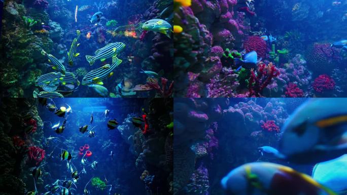 鱼群 热带鱼 水族馆