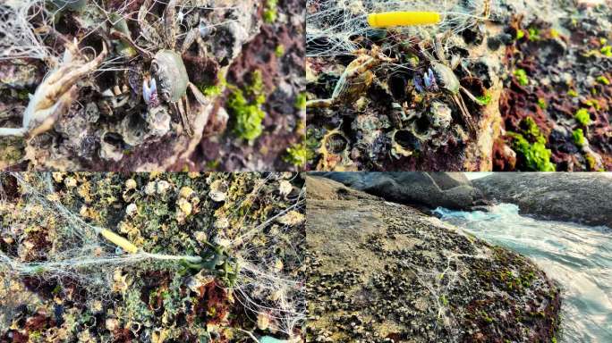 礁石上废弃的渔网和螃蟹