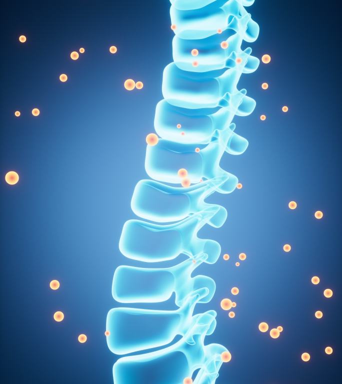 人类脊椎脊柱模型动画