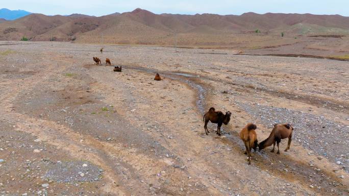 宁夏贺兰山脚下山谷中的骆驼