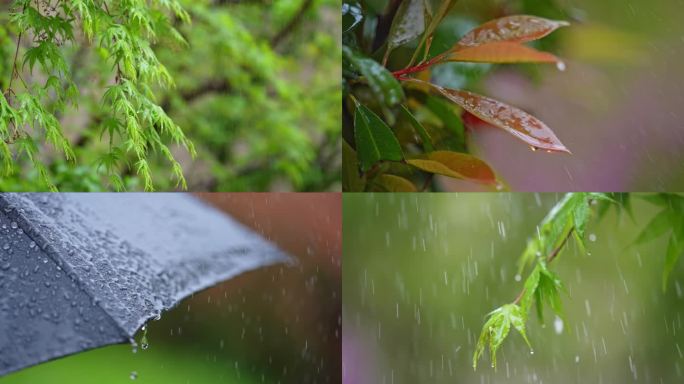 春天雨景清明谷雨雨滴飘落升格拍摄