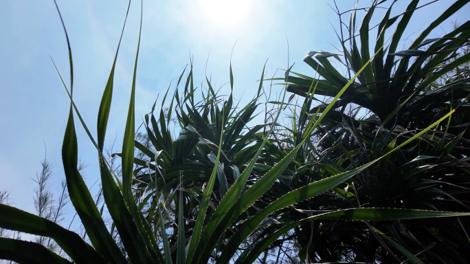 野菠萝树