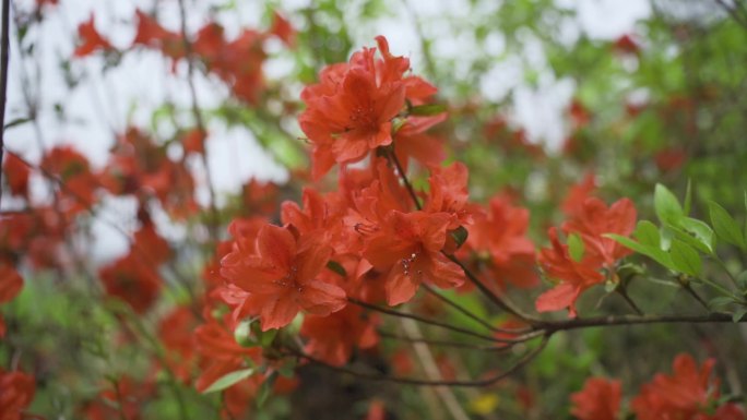 映山红色杜鹃花 杜鹃花 实拍 映山红