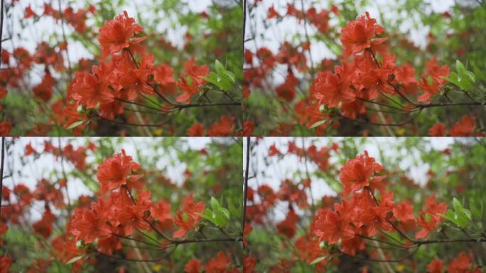 映山红色杜鹃花 杜鹃花 实拍 映山红