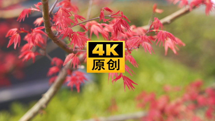 4K 枫叶 红枫 春天 秋天 红枫