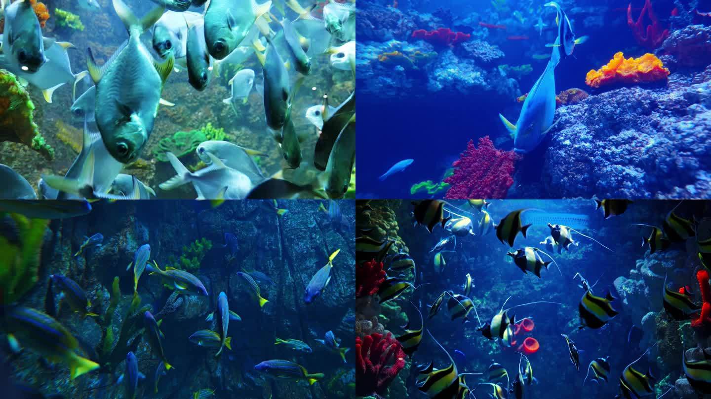 海底世界 水族馆 水下鱼群