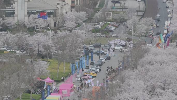 航拍烟台牟平养马岛龙湖樱花大道游客车流