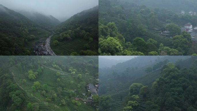 烟雨杭州西湖梅家坞村龙井茶园采茶