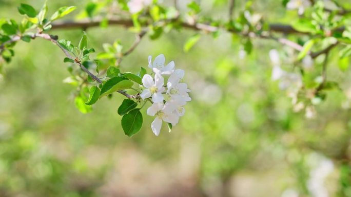 四月苹果花开