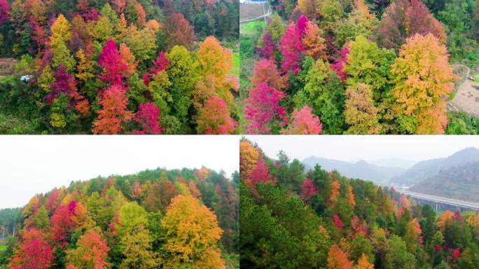 DX453森林红叶树林秋色五彩斑斓大自然