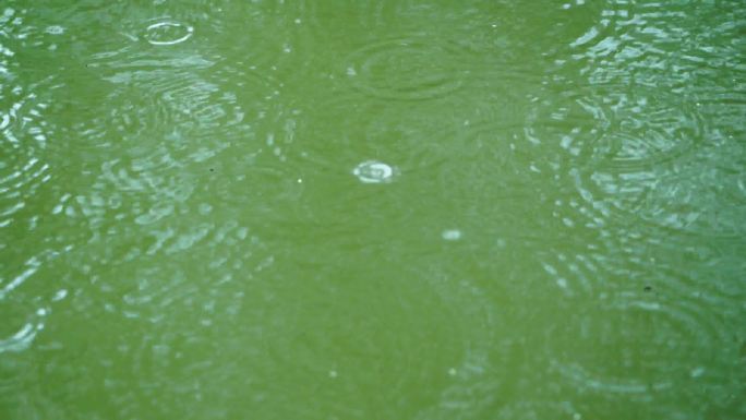 雨 谷雨 清明 海棠 雨滴