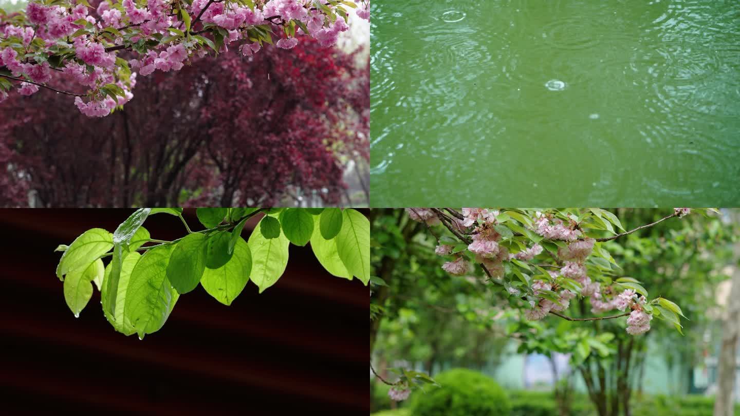 雨 谷雨 清明 海棠 雨滴