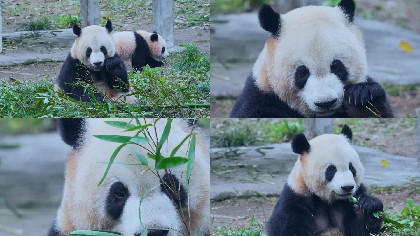 动物园大熊猫吃竹叶