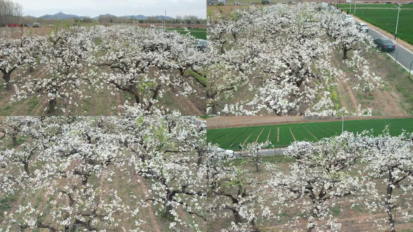 梨花 百年梨花树 春天梨花园 梨树