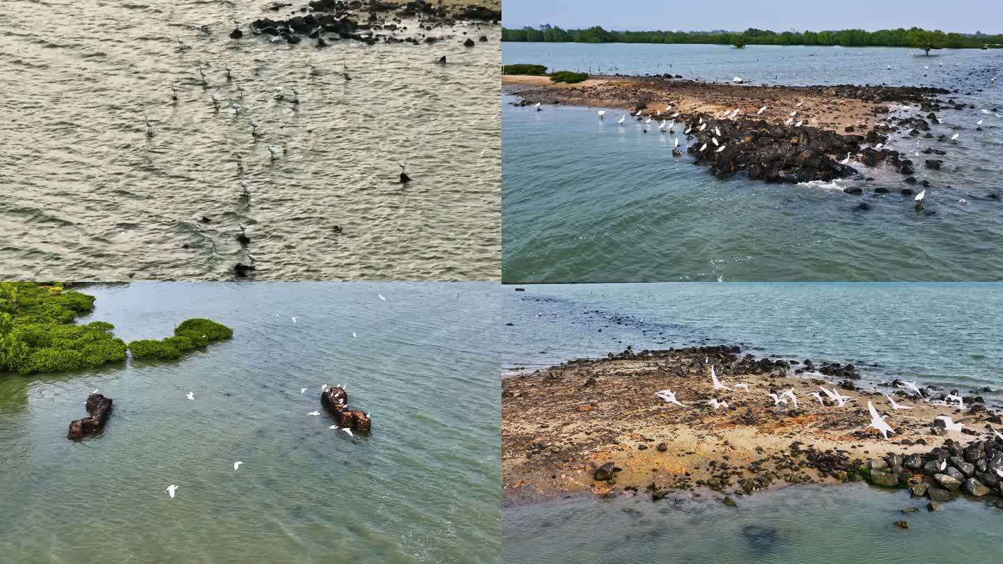 【4K】湛江红树林白鹭航拍视频剪辑