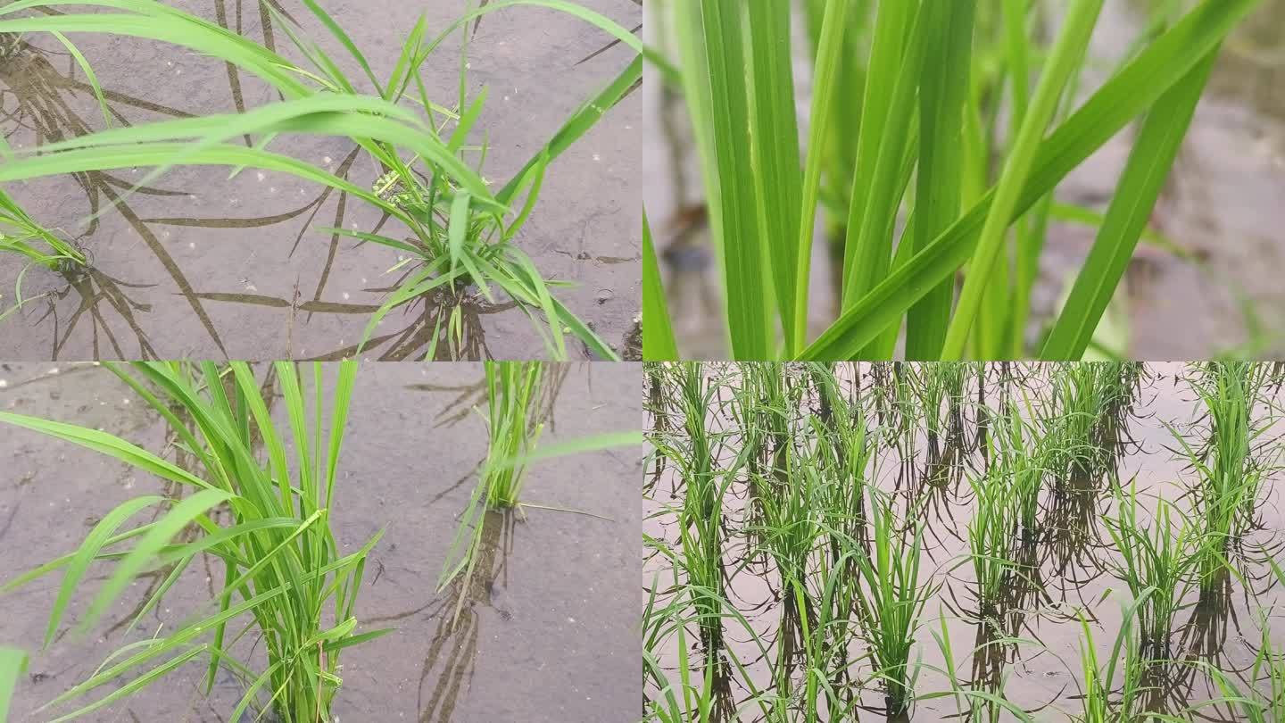 禾苗生长水稻稻田 嫩绿色植物庄稼绿色幼苗