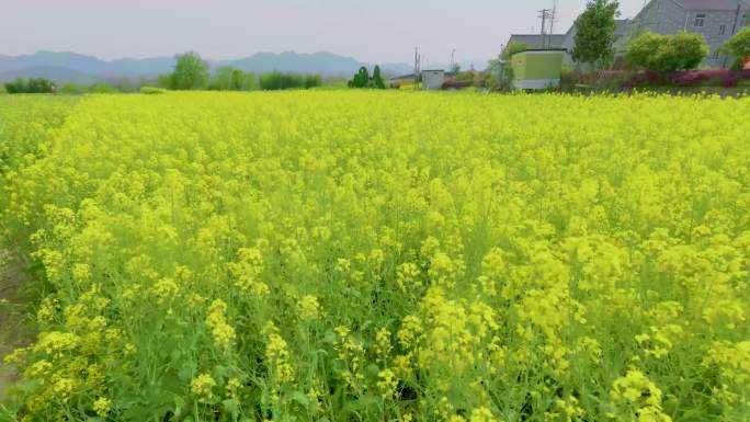 （4K灰片+已调色）油菜花地