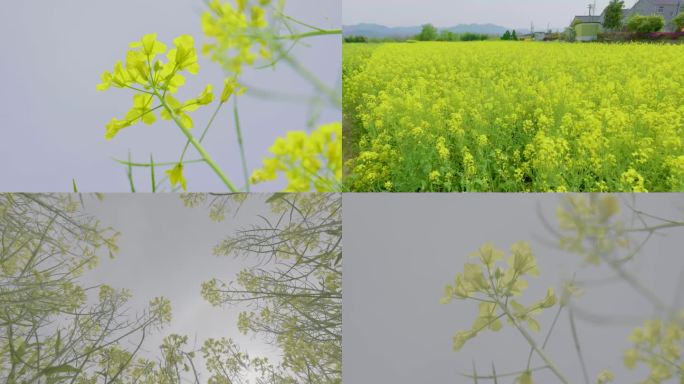 （4K灰片+已调色）油菜花地