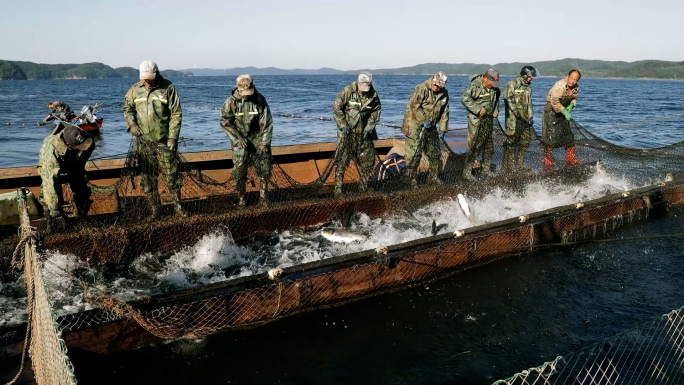 巨网捕鱼 捕鱼 鲢鱼 捕捞 胖头鱼