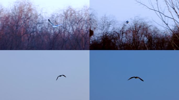 飞翔的海鸥、大型海鸥、飞行的黑尾鸥3