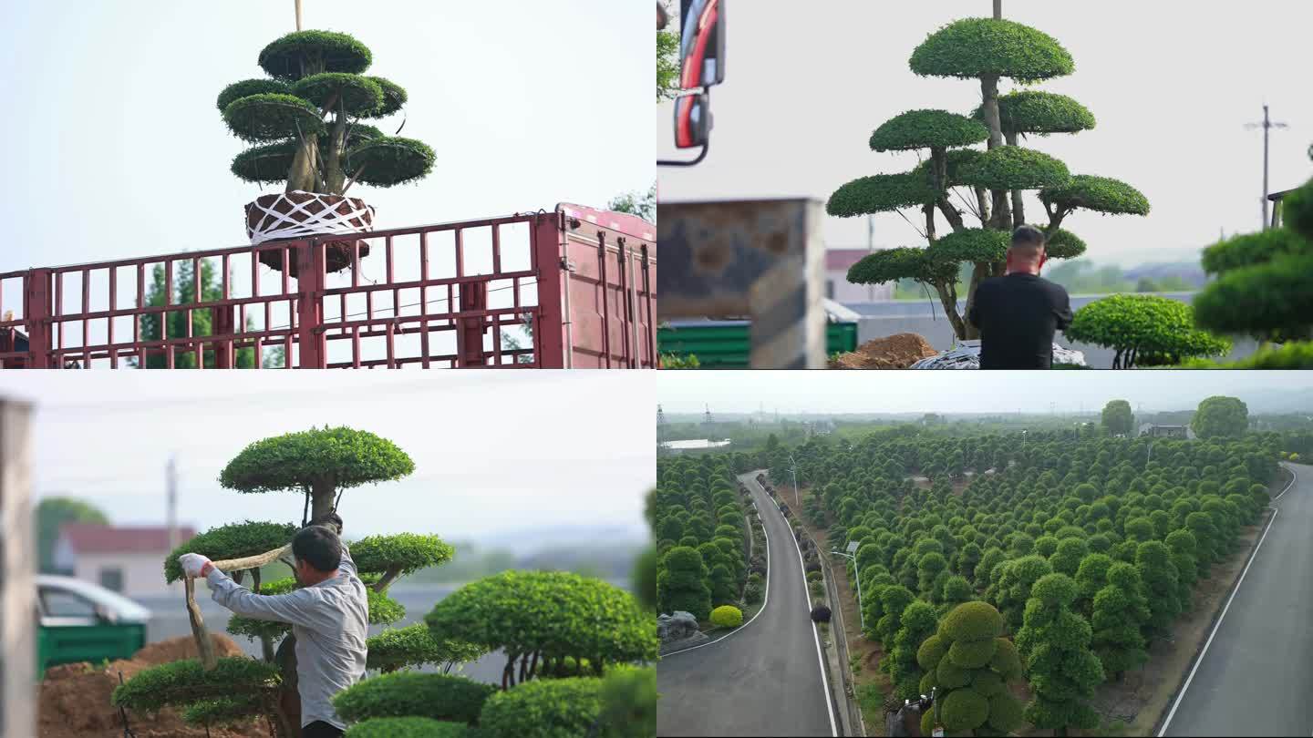 苗木园艺种植基地4K素材