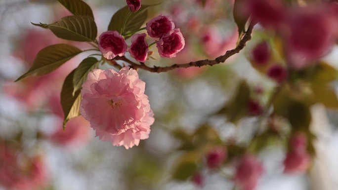 微风 斜阳 夕阳 花朵 吹拂 颤动 逆光