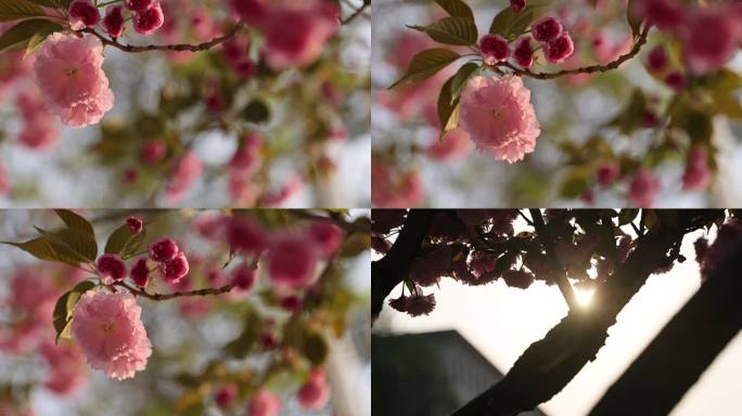 微风 斜阳 夕阳 花朵 吹拂 颤动 逆光