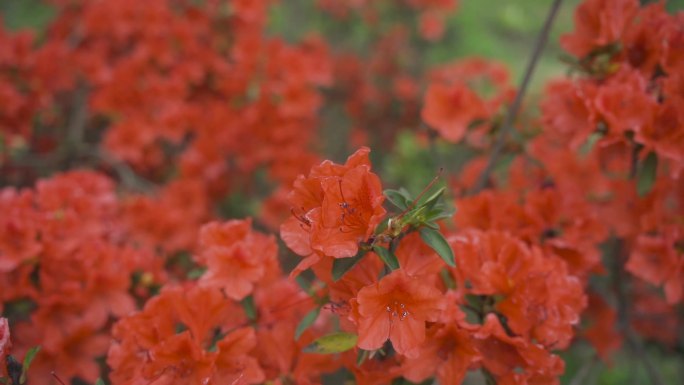 杜鹃花 蜜蜂采蜜 特写