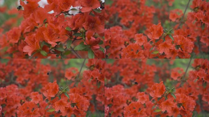 杜鹃花 蜜蜂采蜜 特写