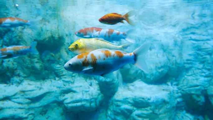 水下鱼群 锦鲤鲤鱼