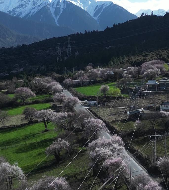 4k航拍西藏林芝桃花雪山公路