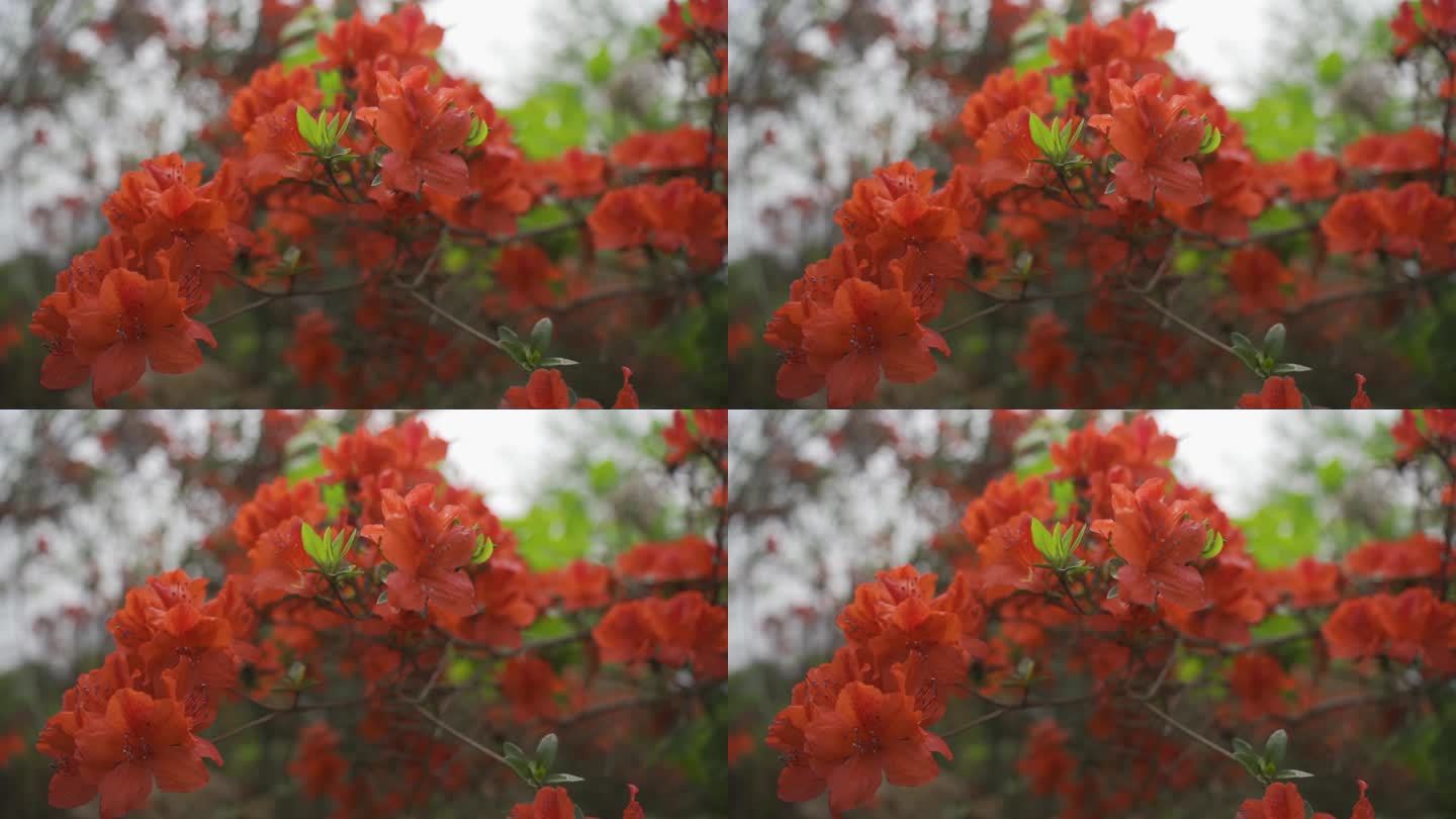 映山红映山 红杜鹃花 特写 春天 景色