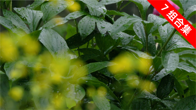 雨季绿叶雨滴升格特写：自然之韵的细腻展现