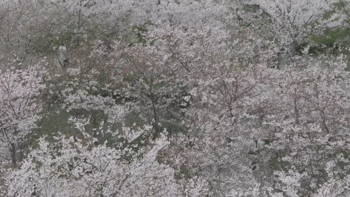 航拍烟台牟平养马岛龙湖樱花大道游客车流