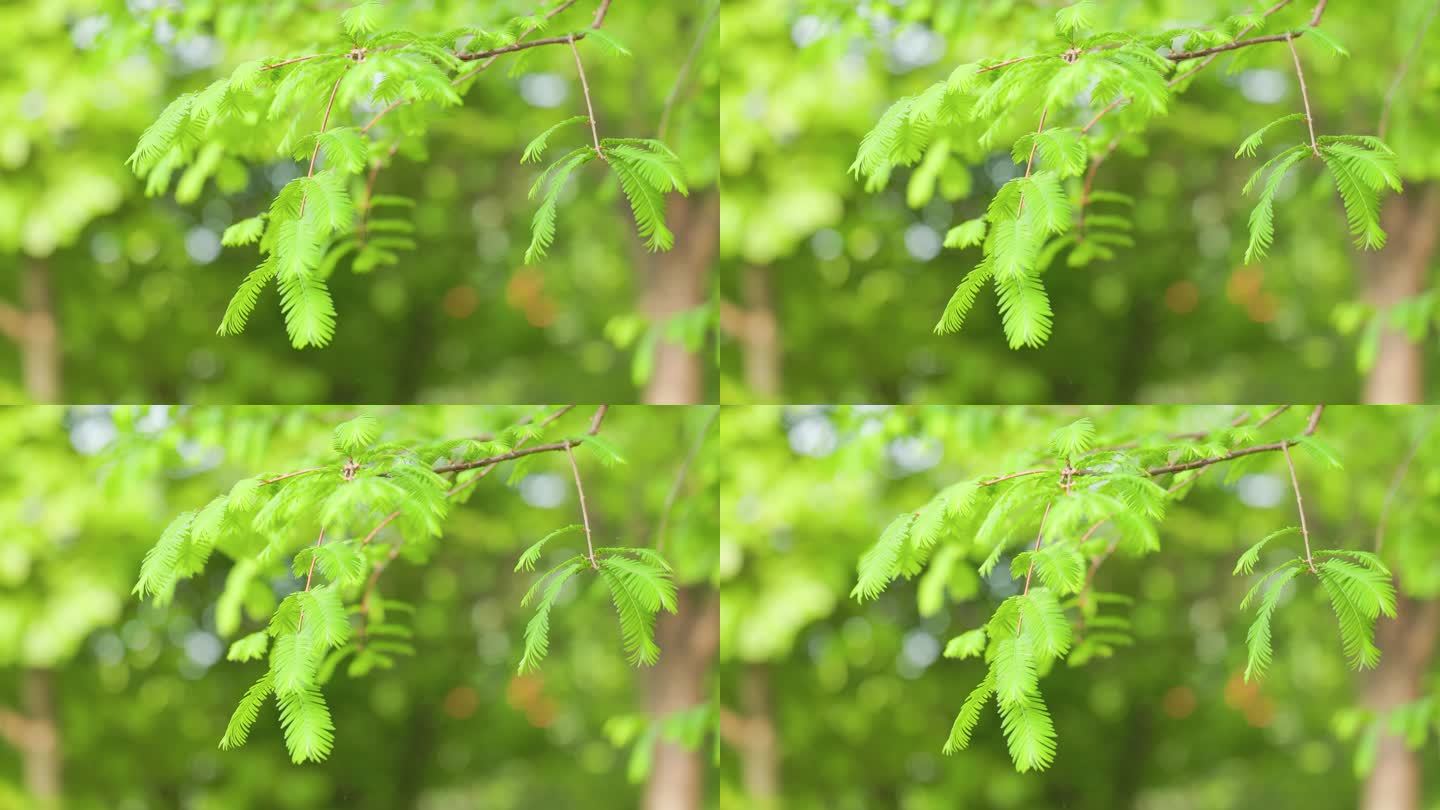 绿色的水杉树枝