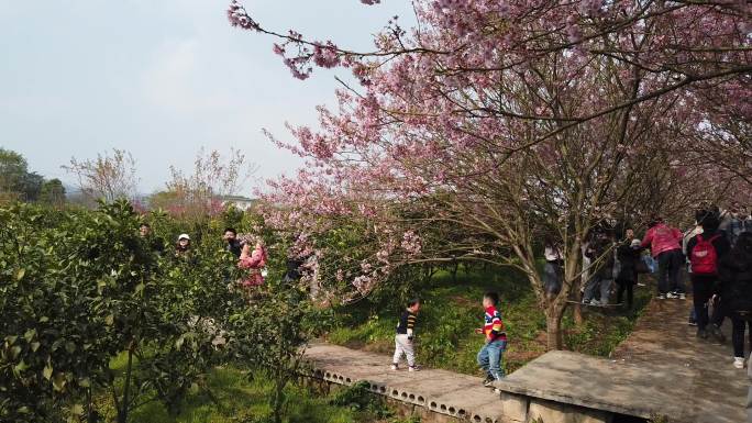 重庆北碚澄江五一村樱花橘乡乡村景色