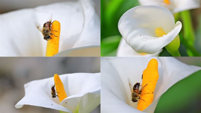 马蹄莲花蜜蜂吸蜜组镜