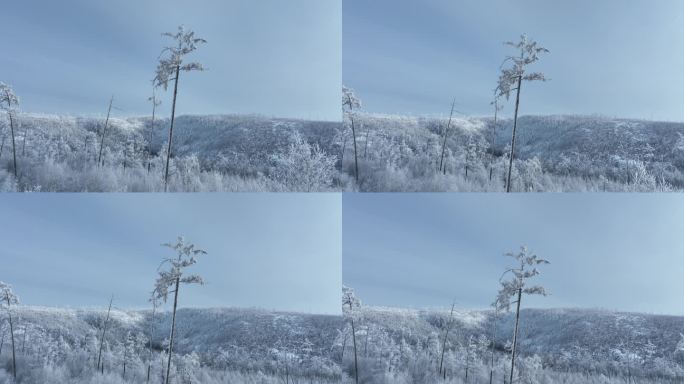 航拍雾凇雪林冬季视频素材