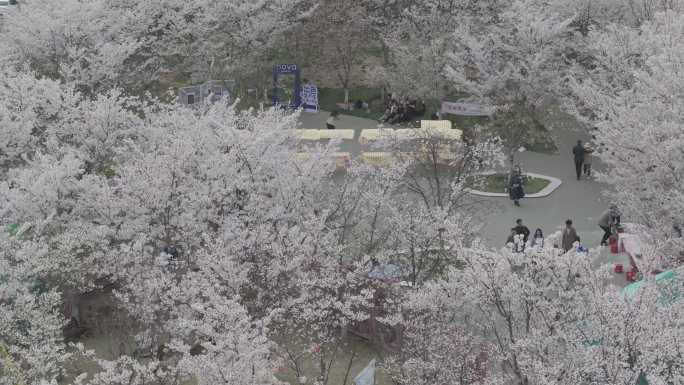 航拍烟台牟平养马岛龙湖樱花大道游客车流