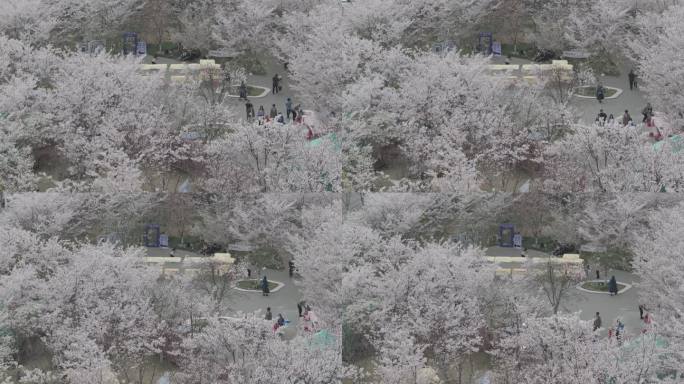 航拍烟台牟平养马岛龙湖樱花大道游客车流