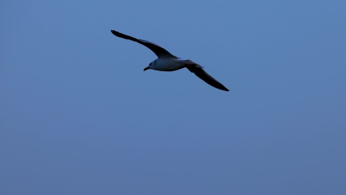 飞翔的海鸥、大型海鸥、飞行的黑尾鸥1